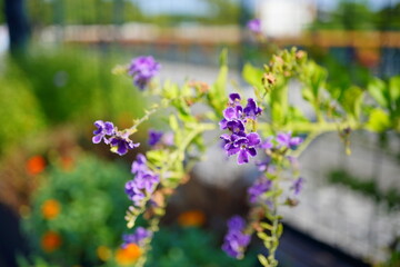 鮮やかな紫色の小花が咲く植物の写真　背景が柔らかくぼけたナチュラルな構図　ガーデニングや自然観賞、季節感を伝えるイメージ素材として利用できるフラワーフォト
