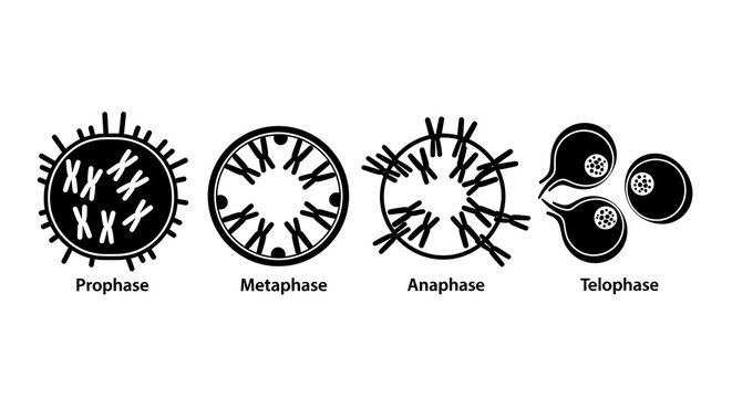 Cell division stages schematic illustration