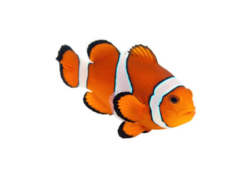 Isolated Clownfish in vibrant orange color swims gracefully in the pristine clear ocean waters