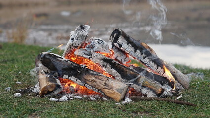 hunting dog in the woods
