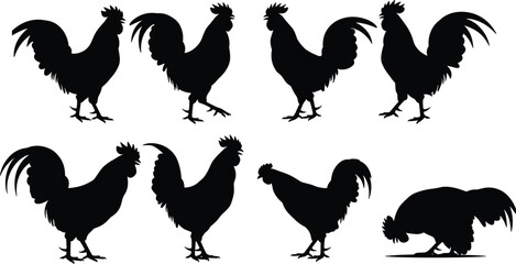 Silhouette of roosters in different standing poses isolated on white background, poultry farm bird illustration, domestic chicken animal vector design, countryside artwork