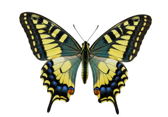 Isolated tiger swallowtail butterfly rests with open wings spreading colorful beauty nature