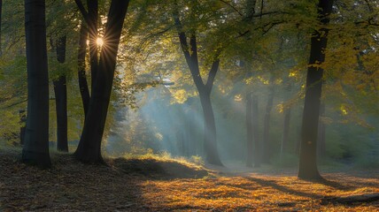 Sunbeams filtering through autumn forest canopy fall.