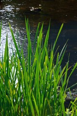 Camino junto al río Aven en Pont-Aven, Bretaña, Francia