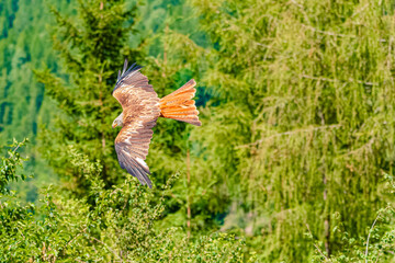 Milvus Milvus, Red Kite, in flight on a sunny day in summer