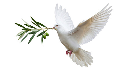 white dove flying with olive branch symbol of peace and hope on white background