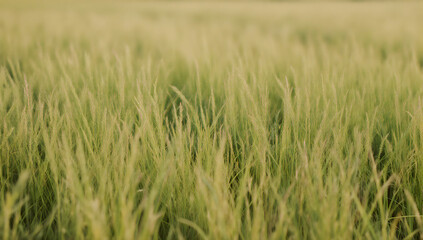 Fototapeta premium Whispering Wheat Field: An expansive, sun-drenched wheat field swaying gently in the breeze, evoking a sense of peace and abundance.