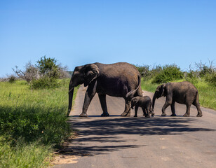 Fototapeta premium African elephant - Loxodonta africana
