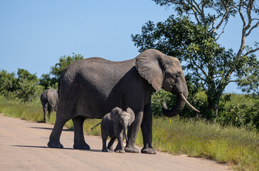 Fototapeta premium African elephant - Loxodonta africana
