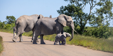 Fototapeta premium African elephant - Loxodonta africana