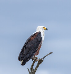 African fish eagle - Icthyophaga vocifer
