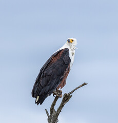 African fish eagle - Icthyophaga vocifer