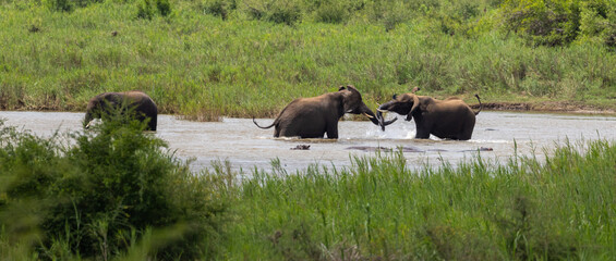 African elephant - Loxodonta africana