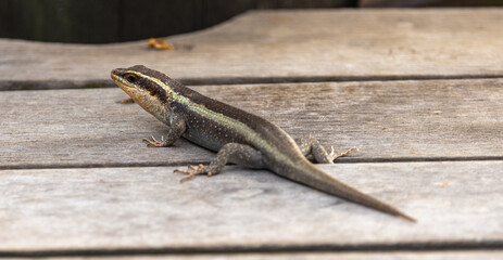 African striped skink - Trachylepis striata
