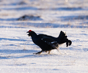 black grouse - Lyrurus tetrix
