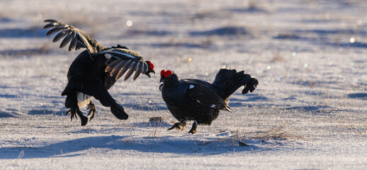 black grouse - Lyrurus tetrix