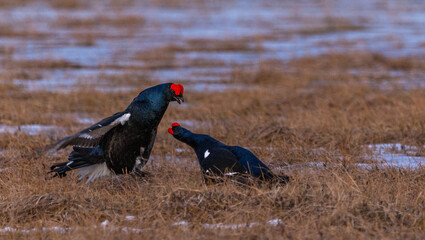 black grouse - Lyrurus tetrix