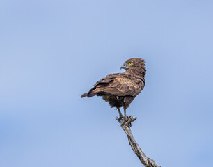 Brown snake eagle - Circaetus cinereus