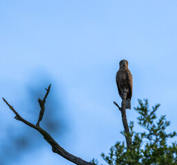 Brown snake eagle - Circaetus cinereus