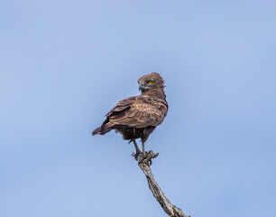 Brown snake eagle - Circaetus cinereus