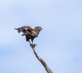 Brown snake eagle - Circaetus cinereus