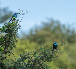 Cape starling - Lamprotornis nitens