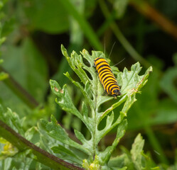 Cinnabar moth caterpillar - Tyria jacobaeae