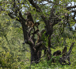 Chacma Baboon - Papio ursinus