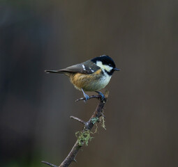 Coal tit - Periparus ater