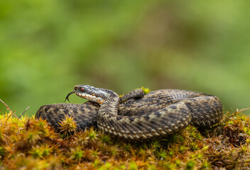 Common Adder - Vipera berus