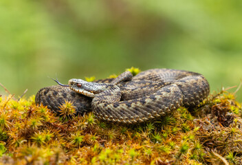 Common Adder - Vipera berus