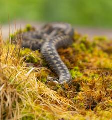 Common Adder - Vipera berus