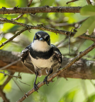 Chinspot batis - Batis molitor