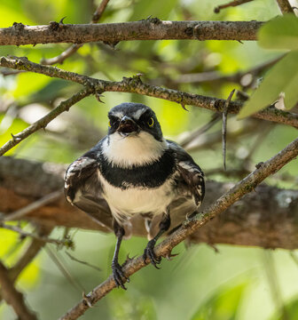 Chinspot batis - Batis molitor