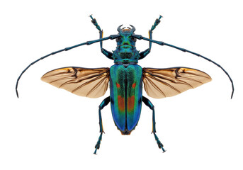 Isolated Long-horned Beetle with Long Antennae and Outstretched Wings, Vivid Iridescent Insect