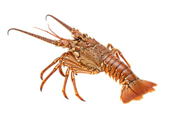Isolated spiny lobster, crustacean animal with orange and brown exoskeleton, seafood product