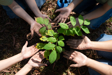 Close up hands holding soil and seedlings, volunteers embody caring and responsibility, showcasing teamwork and effort, collaboration, and commitment to sustainability in preserving our planet natural