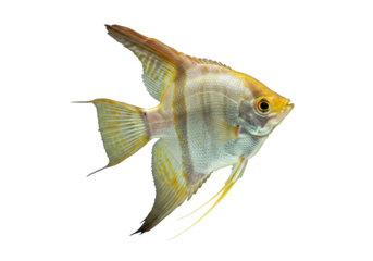 Isolated Angelfish with Golden Stripes, Freshwater Aquarium Pet, Aquatic Species
