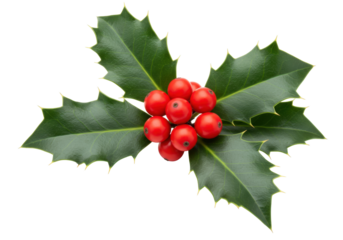 Isolated sprig of Christmas holly with red berries for festive season, no background
