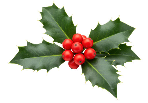 Isolated sprig of Christmas holly with red berries for festive season, no background