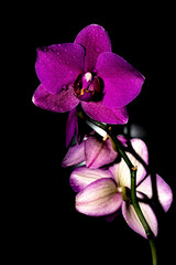 Purple orchid on a dark background with water drops.
