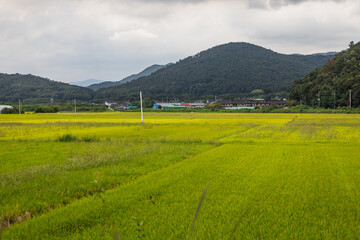 Obraz premium Green rice field with dormant rice ears. Rice farm with mountains and hills in the background. Harvest season.