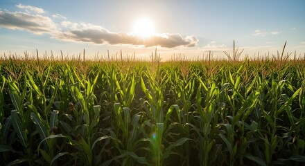Obraz premium Sun Shining Over A Lush Green Corn Field At Sunrise
