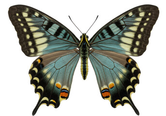 Isolated Turquoise Swallowtail Butterfly, Papilio Glaucus subspecies, graceful wings spread open