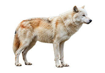 Isolated majestic wolf standing, full body view, looking to the right, elegant profile, nature © Ophelia