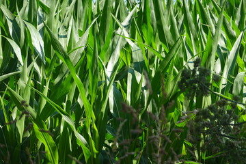 Green corn leaves growing in a vibrant field