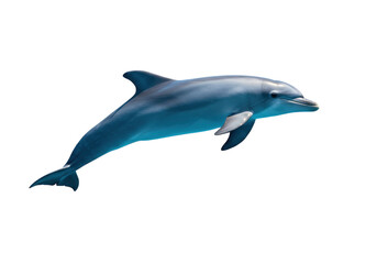 Isolated Bottlenose Dolphin gliding, aquatic mammal swimming in ocean, marine life species