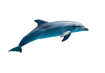 Isolated Bottlenose Dolphin gliding, aquatic mammal swimming in ocean, marine life species