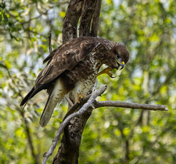 Common buzzard - Buteo buteo