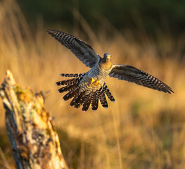 Common cuckoo - Cuculus canorus